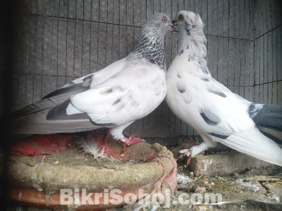 এক জোড়া গিরিবাজ কবুতর বিক্রয় হবে !